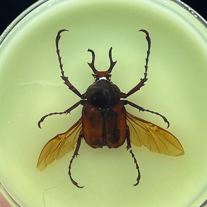 Inseto de Resina (com fluorescente) espécime de decoração artesanato modelo de ensino mesa sala de estar acessórios de decoração para casa