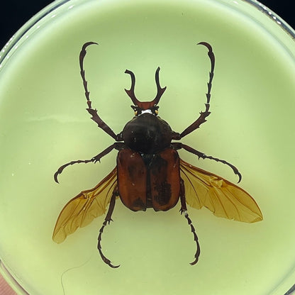 Inseto de Resina (com fluorescente) espécime de decoração artesanato modelo de ensino mesa sala de estar acessórios de decoração para casa