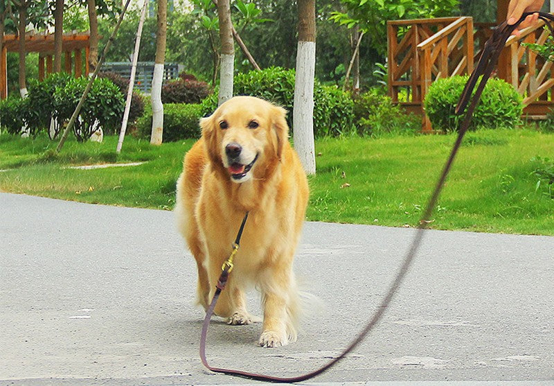 Coleira de Couro Genuíno para Cães Coleiras Longas Trançadas para Passeio e Treinamento de Animais de Estimação Cores Marrom e Preto para Animais de Estimação de Médio e Grande Porte
