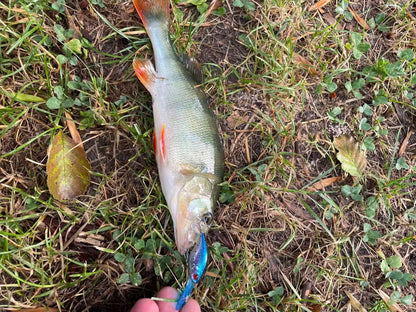 Iscas de Pesca Kingdom de Afundamento Lento 5g 50mm Minnow Crankbaits Pequenas Iscas Artificiais Duras Crank Wobblers de Pesca para Truta